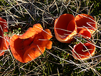 Orange-peel-fungus